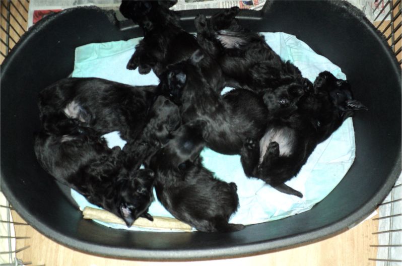 Pointchester pups born 27/11/2012